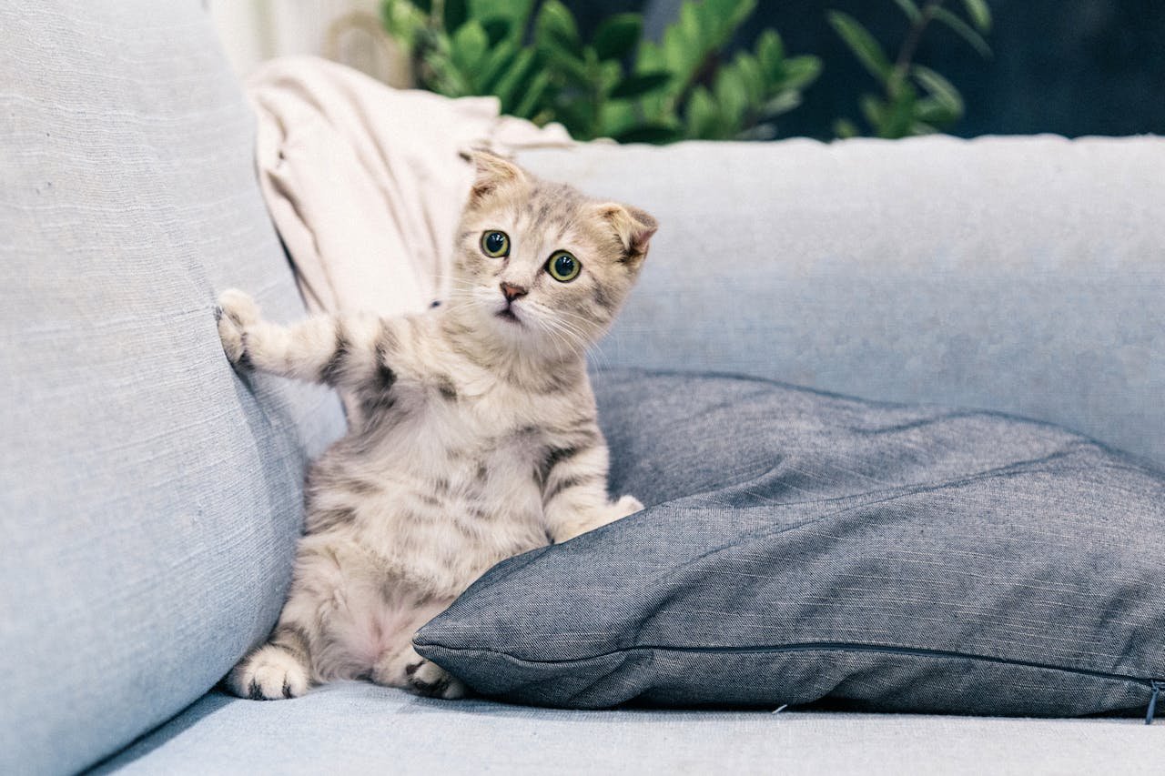 Checklist for First-Time Pet Owners