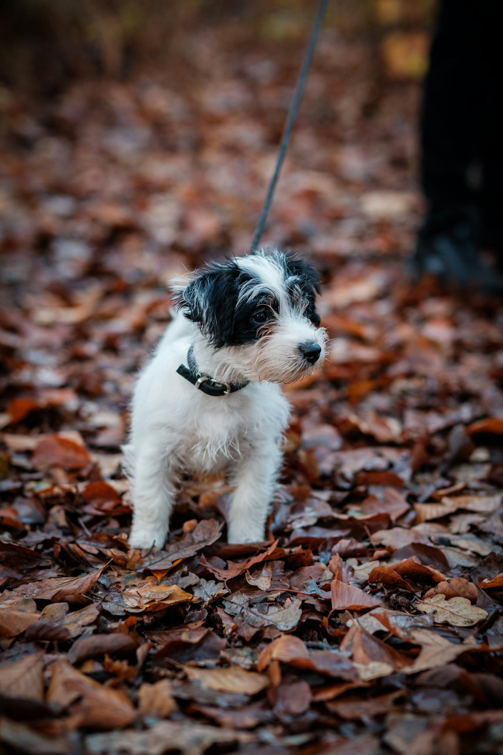 A small puppy on a leash enjoys a walk surrounded by colorful autumn leaves in a forest setting.