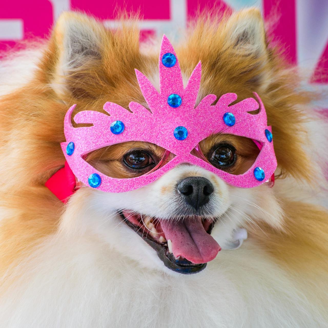 pet costumes for halloween
