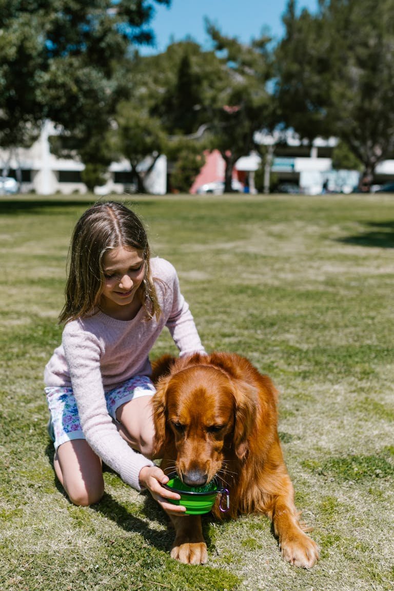 Young girl feeding a friendly Irish Setter outdoors in a sunny park.